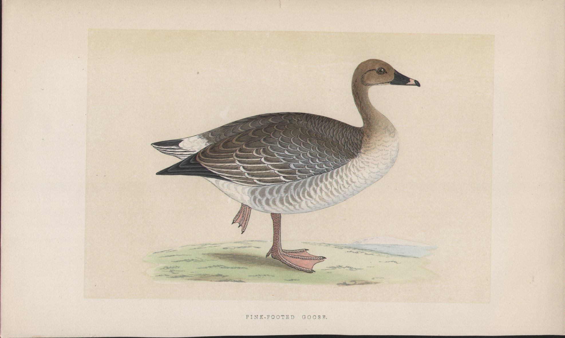 Wood - Pink-footed Goose - Fawcett